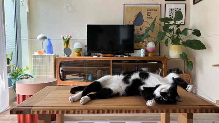 そこでゴロンするのがお気に入り #猫がいる暮らし #猫インテリア #猫と家 #カラフル #カラフルなインテリア #額縁 #midcentury #ミッドセンチュリー #観葉植物 