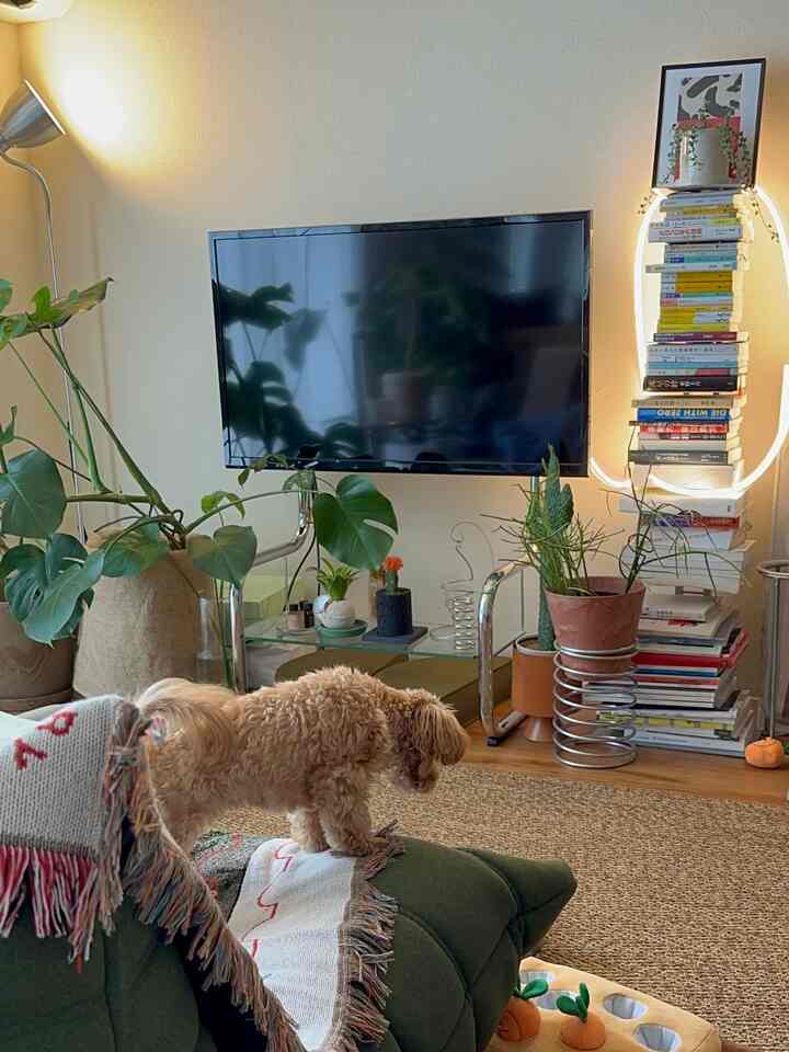 ナチュラルな色調のリビングルーム、緑のソファと多くの植物が配置され、ソファの上に犬がいる印象的な空間