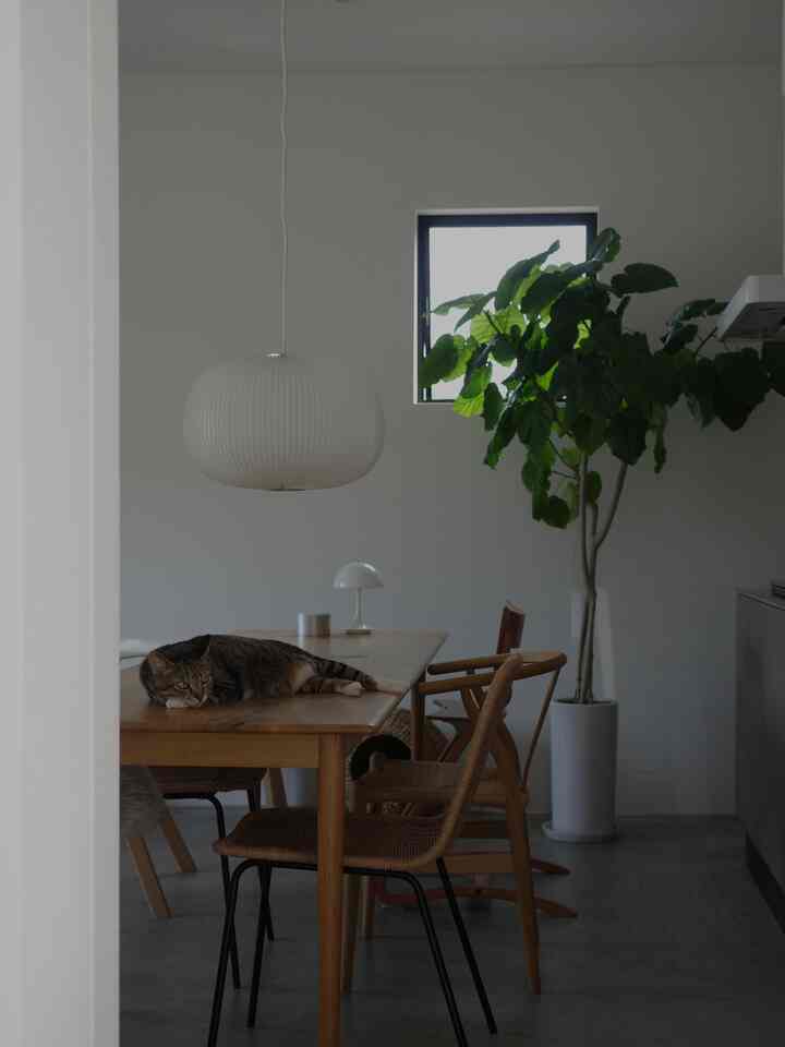 Natural wood-tone dining room with dining table and chairs, a cat lying on the table center, and a white pendant light hanging above