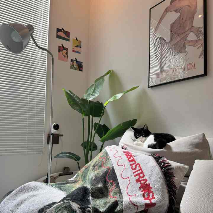 陽の光がいいかんじ🌤️
猫様はおねむ🥱🥱


#ソーデルハムン #イケアソファ 
#猫のいる生活 #猫のいる暮らし
#一人暮らしインテリア 