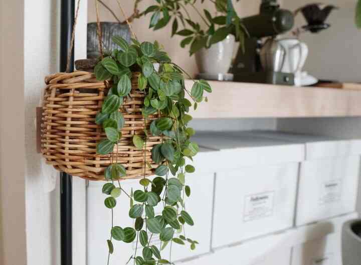On a cool morning, I play records and make coffee. That day is just around the corner 🎑

#Houseplants #観葉植物のある暮らし #バンカーズボックス #カリタ #kalita