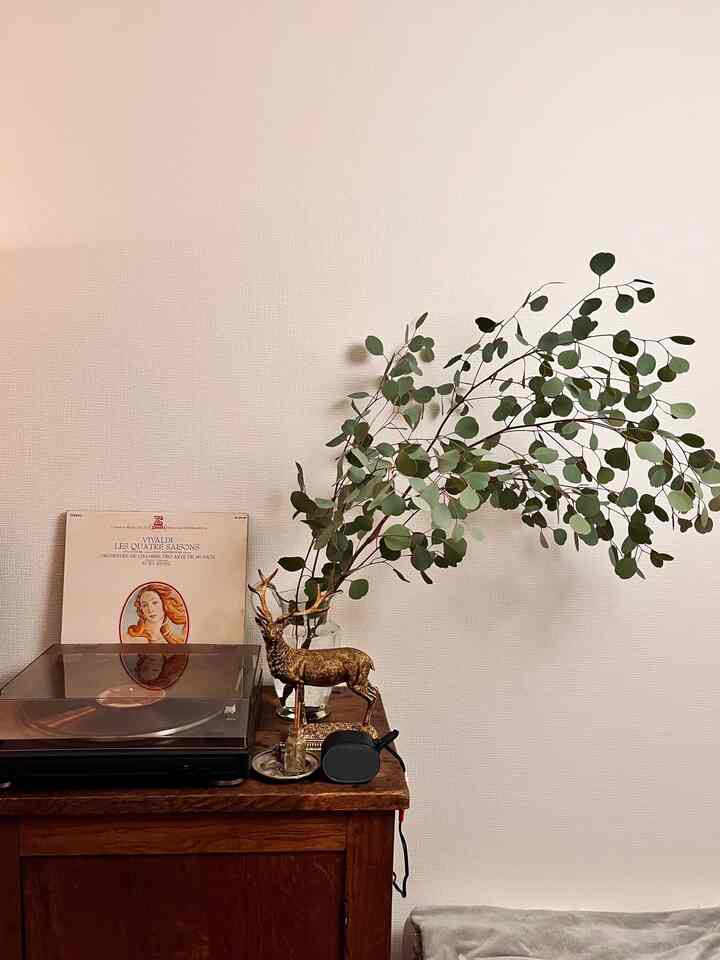 #ポポラス #枝物
丸くてひらひらの葉っぱがcute