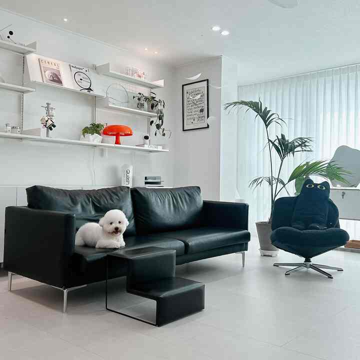 Monotone black and white living room featuring a black leather sofa, leather pet steps, and plants in a modern interior setting