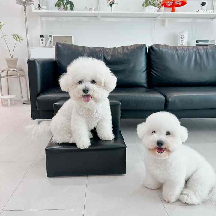 黒いレザーソファとレザーペットステップの前に白い犬が2匹いる明るく清潔感のあるリビングインテリア