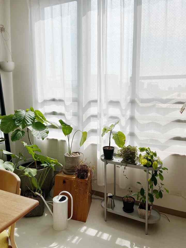 観葉植物コーナー🪴
日当たりが良過ぎて葉焼けしがちだけど、、元気です



#観葉植物 #緑のインテリア 
#一人暮らし #IKEA #イケア 

