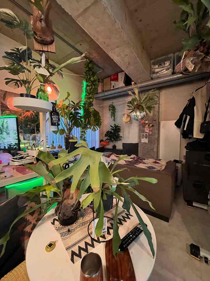 ナチュラルなトーンのワンルーム、緑豊かな植物とモダンなソファ、丸い白いテーブルが配置された雰囲気のあるインテリア