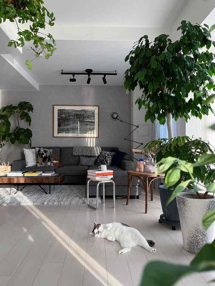 過去写真)
ひがな一日ダーラダラ🐈
マンション暮らしの時の方が、
メラさんは伸び伸びとしてました。
引越ししてからヘソ天少なくなった🥲かなし！

#猫 #猫インテリア #猫と家 #猫と暮らす #猫のいる暮らし #猫と暮らす家 #マンション #マンション暮らし #グレーインテリア #ソファ #リビングインテリア #アート 