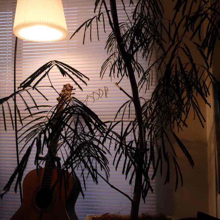 #観葉植物 #ギター #leklint #レクリント