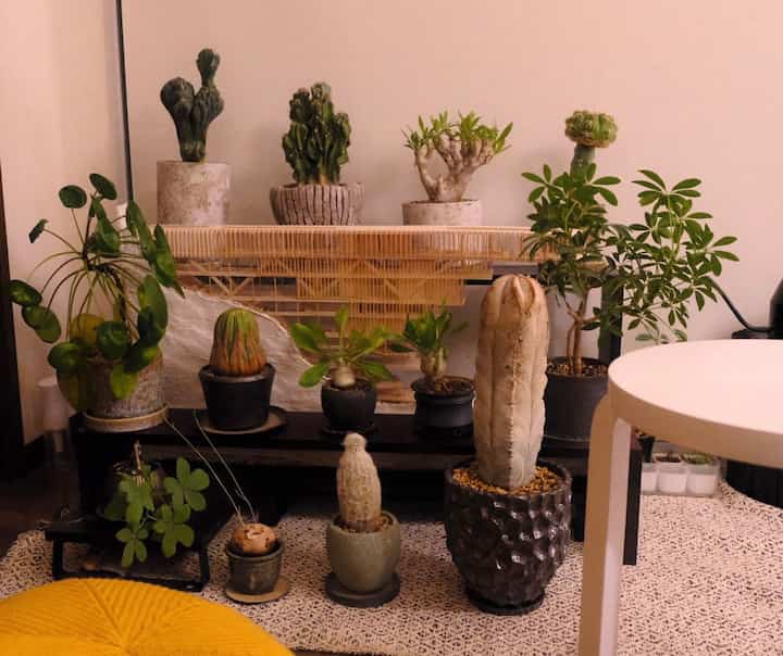 観葉植物と学生時代の建築模型。

#観葉植物 #サボテン #インテリア植物 