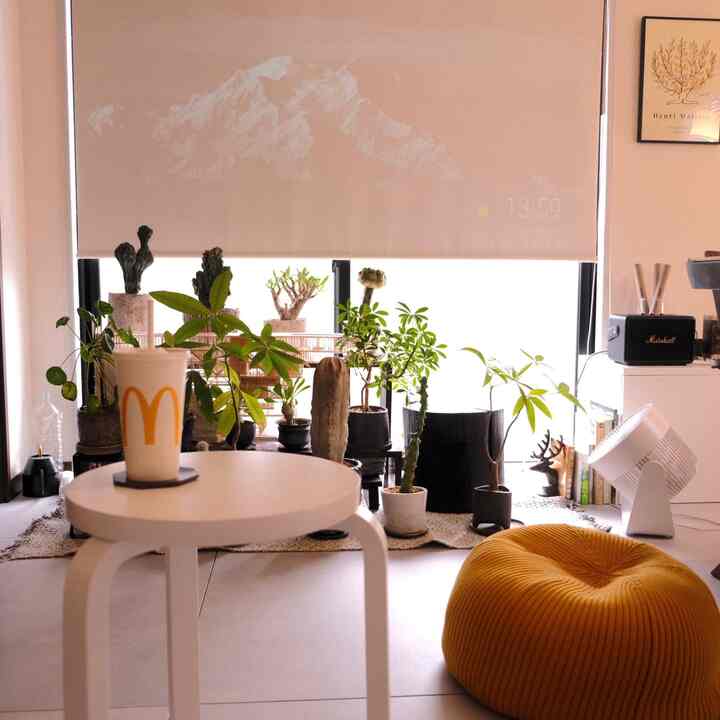 休みの日はプロジェクター。

#観葉植物 #プロジェクター #xgimi #artek