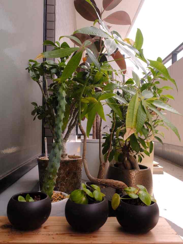 ベランダの観葉植物
#ガジュマル #ペペロミオイデス #福禄寿 #パキラ #フィカスバーガンディ