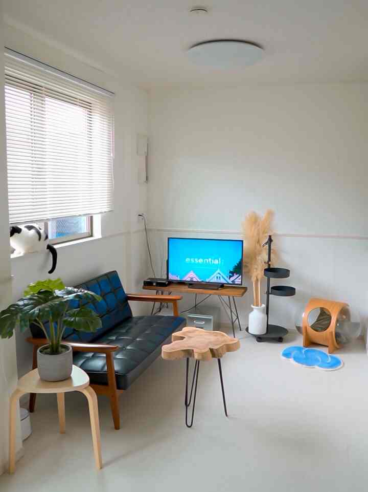 White and wood-tone living room featuring black sofa, uniquely shaped wooden stool, and a cat sitting on the window sill creating a cozy atmosphere
