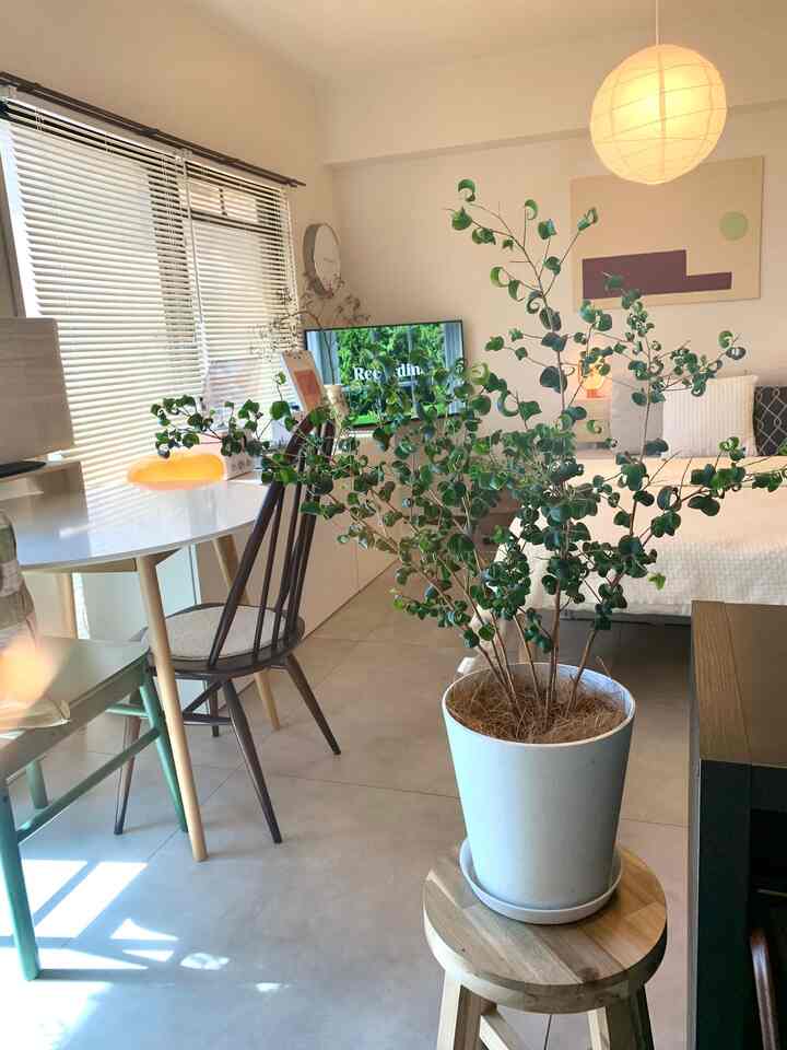 頂いてから大切に育てているベンジャミンバロックが少しずつ大きくなっています🧚🏻
これからも剪定や水やりを続けて大きくしていきたい🪴
#IKEA #植木鉢インテリア #植物のある生活 #植物を育てる #賃貸マンション #IKEAスツール