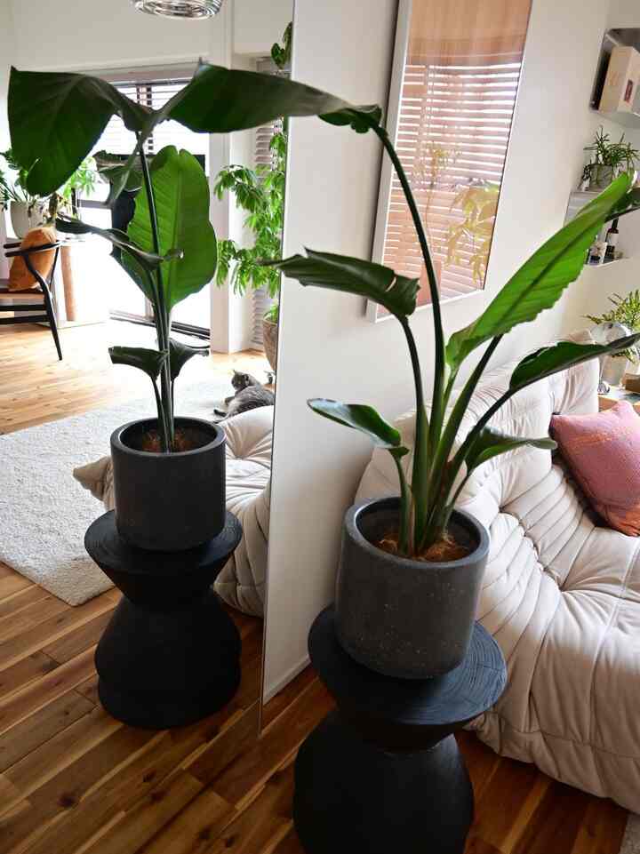 Natural-toned living room featuring beige sofa and large green plants in a cozy setting