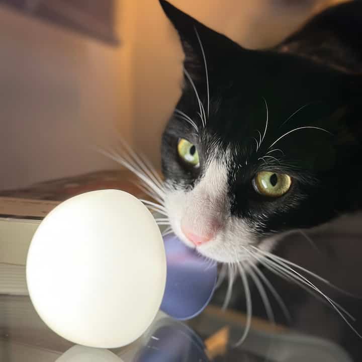 暖かい光と黒白の猫がいる雰囲気のある空間