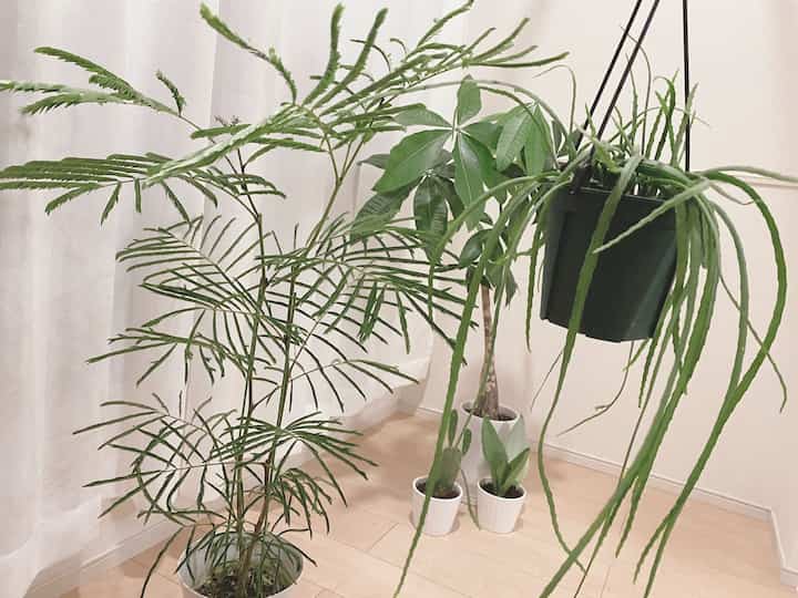 4ヶ月ほど経ち、パキラが良い感じ。
エバフレとリプサリスもお迎えした

#観葉植物　
#サンルーム