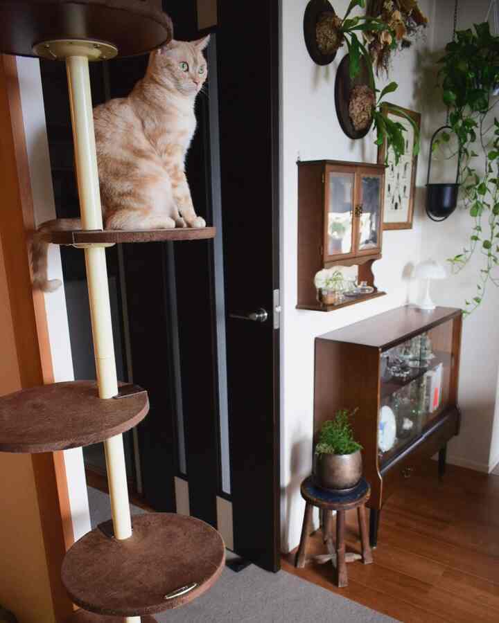 Natural brown toned vintage-style interior featuring a cat sitting atop a cat tower in a cozy setting