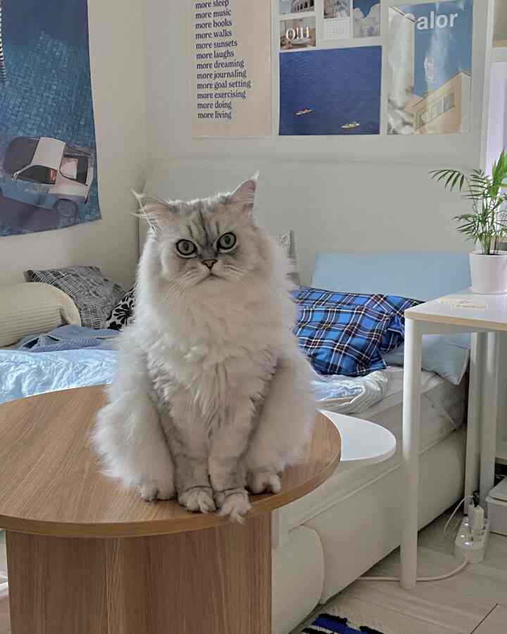 ホワイトとウッドトーンのリビング、ミッドセンチュリーモダンのサイドテーブルに猫が座っている雰囲気のあるインテリア