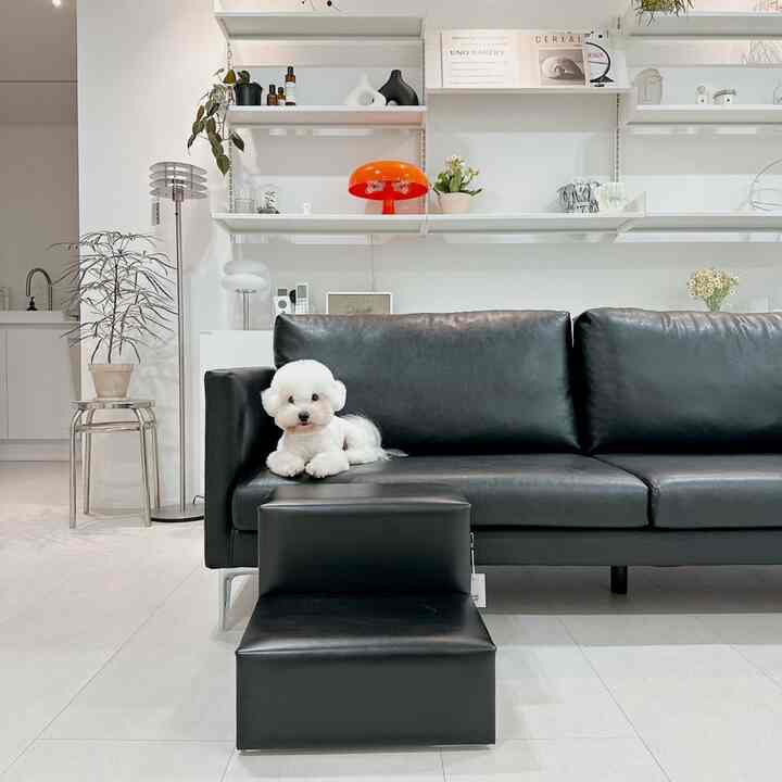 白い壁と床、黒いソファとペットステップが配置され、小さな犬が座るモダンなリビングルーム