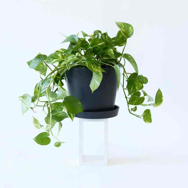 ポトス・ゴールデン S