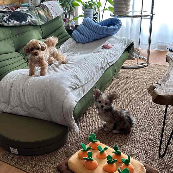 Living room with a green sofa and natural tone rug featuring two small dogs, creating a cozy atmosphere