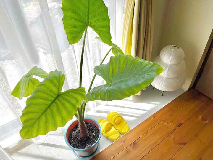 #リビング #リビング植物 #リビングインテリア #観葉植物 #グリーン #IKEA #植木鉢 #植木鉢インテリア #カラフル #カラフルなインテリア #リノベーション #リノベ #一戸建て #一戸建てリノベ #ミッドセンチュリー #midcentury #colorful #colorfulinterior #renovation