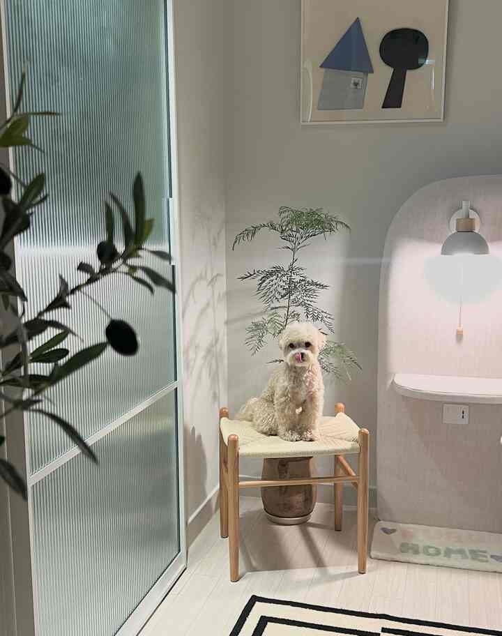 White and wood-tone small corner space featuring a rattan stool with a dog and plant, natural interior design