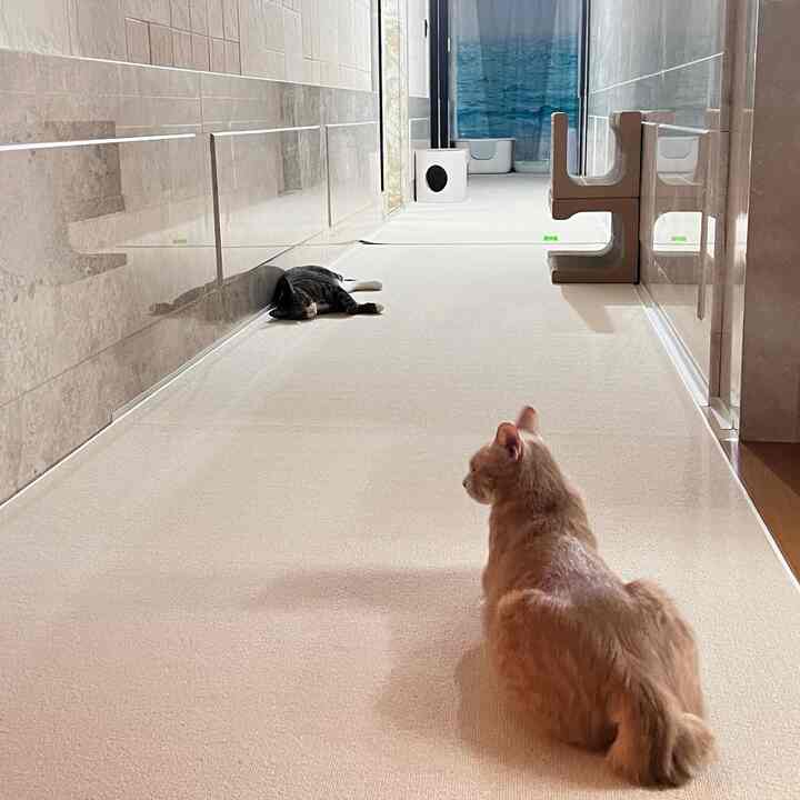 明るいベージュ色のロールカーペットが敷かれた長い玄関の廊下、二匹の猫がくつろぐ居心地の良いペット空間