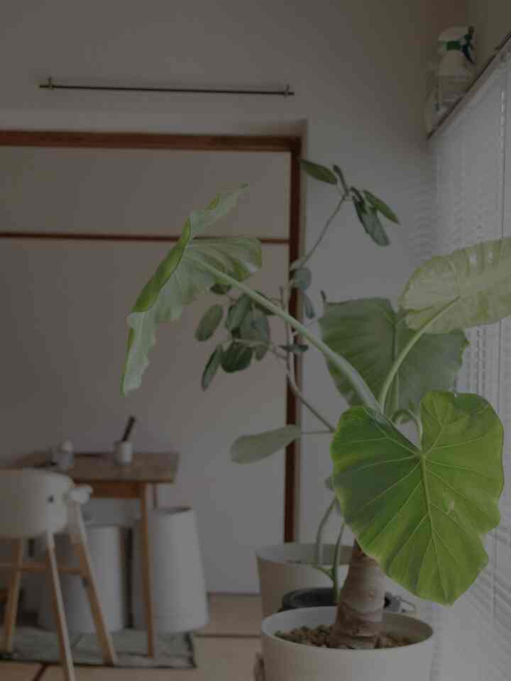 ベージュと木目調のダイニング、ベビーチェアと大きな観葉植物が配置された温かみのある和モダンなインテリア