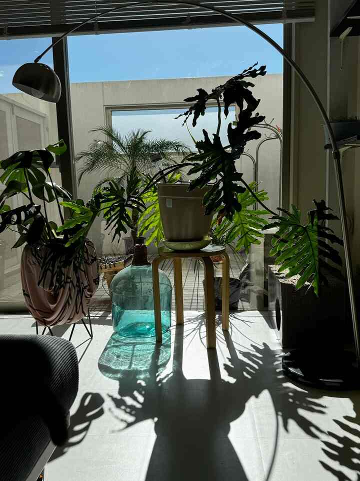 植物の影がいい感じ🪴
アーチ型のフロアランプもいいアクセントになってる気がする🖤
#植物インテリア #フロアタイル #バルコニー #フロアランプ 