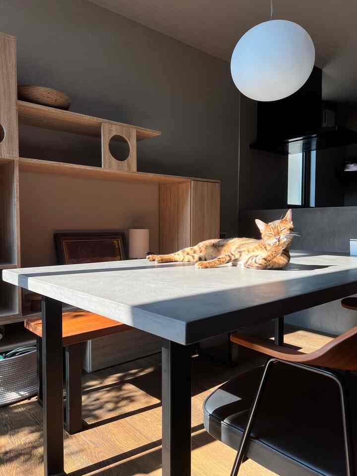 ナチュラルトーンの木材とモダンなモノトーンのダイニングルーム、日差しの中でくつろぐ猫がいる印象的な空間