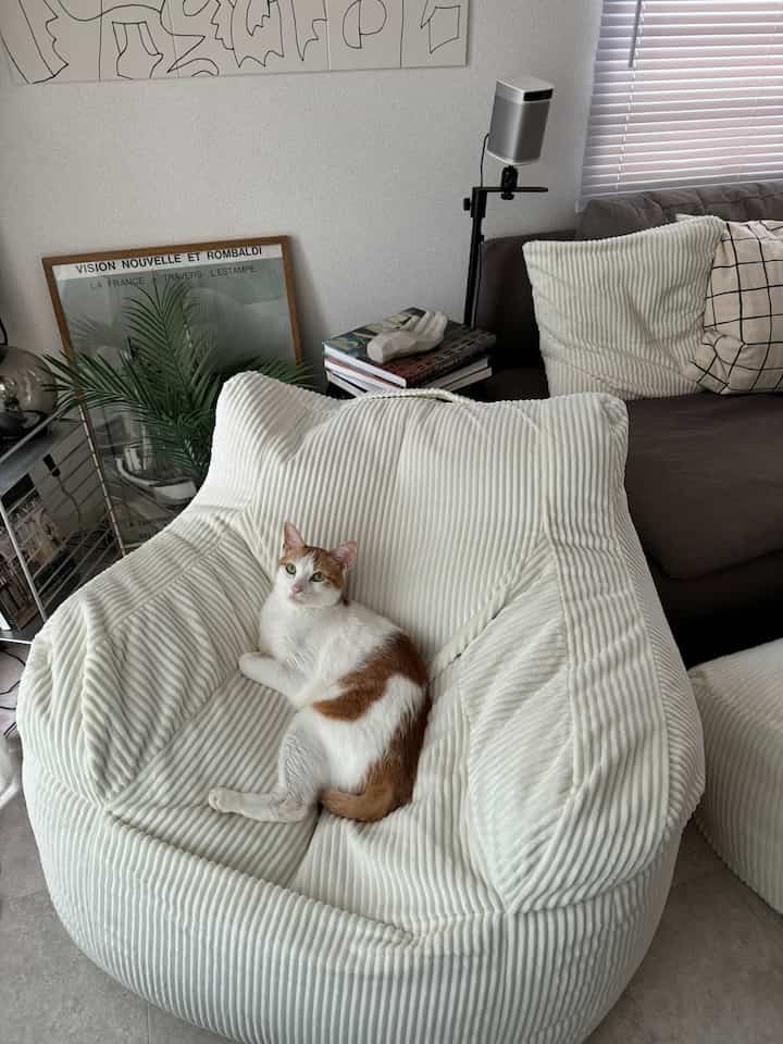 白を基調としたリビング、大きなビーズクッションソファに猫がくつろぐ雰囲気のある空間