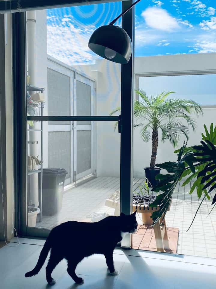 #バルコニー #IKEA #ウッドデッキ #猫 #韓国インテリア #ベランダ棚 