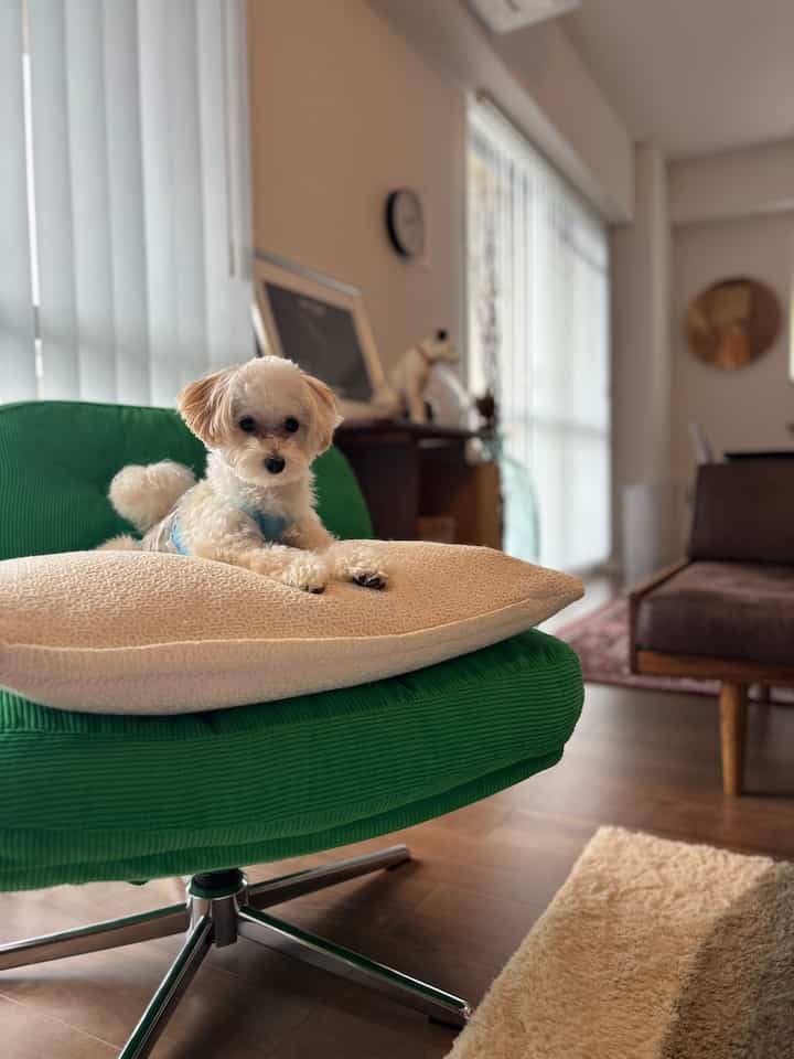 明るい木目調の床のリビング、グリーンの回転アームチェアに小型犬がクッションの上でくつろぐミッドセンチュリーモダンのインテリア