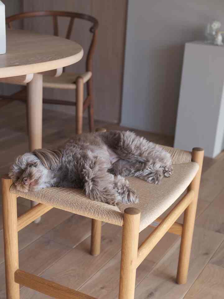 ナチュラルな木目調が印象的なリビングに配置されたCH53スツールの上で犬がくつろいでいる雰囲気のあるインテリア