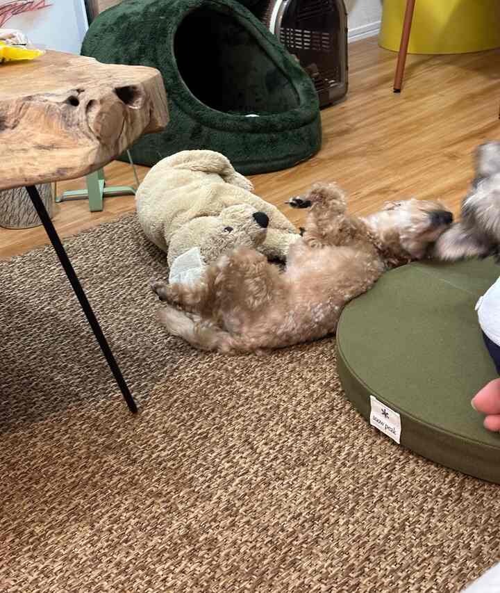 木目調の床とナチュラルカラーのラグが敷かれたリビング、緑のクッションとペットハウスの近くで犬がくつろぐ雰囲気のあるインテリア