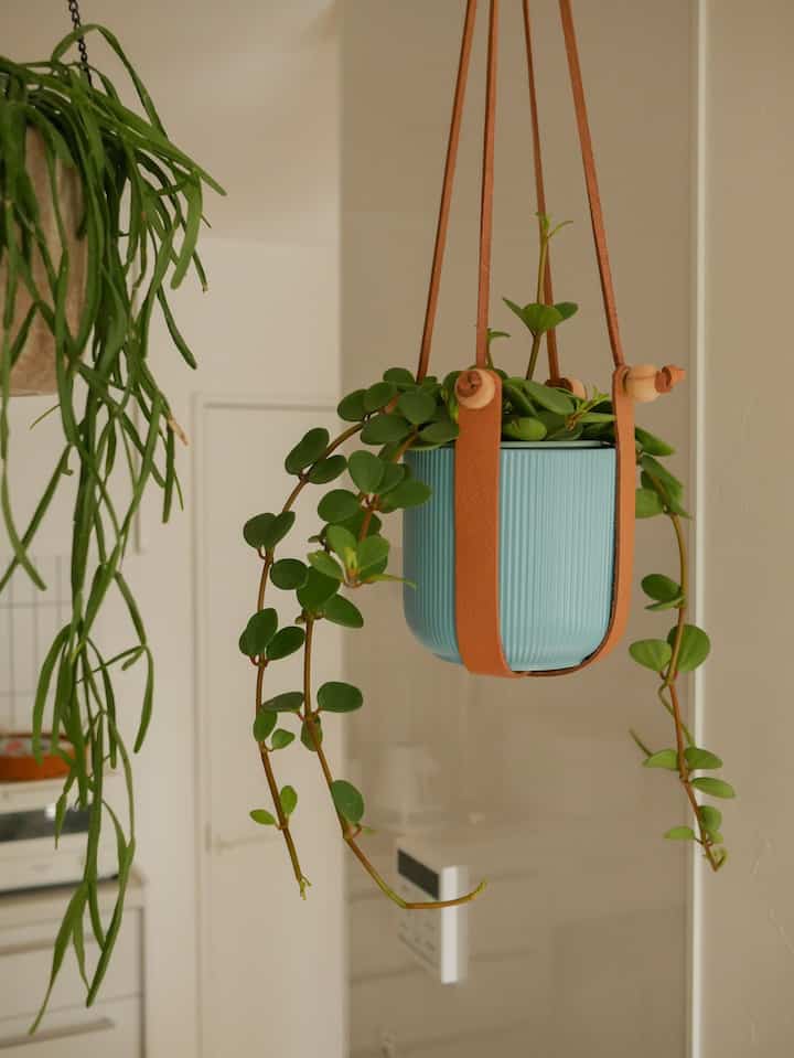 リビングダイニングにはいくつかグリーンがありますが、ハンギング系と小さなものはキッチンシンクの近くに置いてます🪴(水やりがラクだから😇)
最近仲間入りしたグリーンと鉢カバー！🐬ハンギングの紐？と相性良くてかなり気に入ってます🥳

#建売住宅 #建売 #カラフルインテリア #ハンギング #植物インテリア #観葉植物 #植木鉢カバー