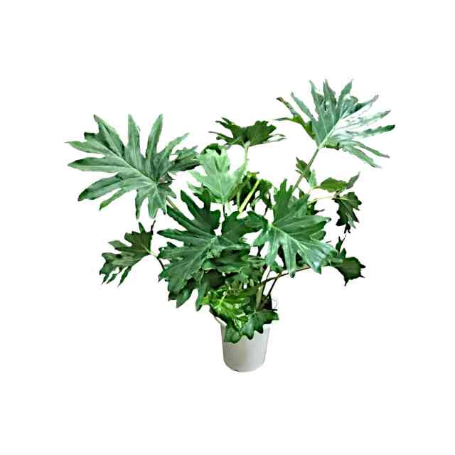 観葉植物 セローム 7号