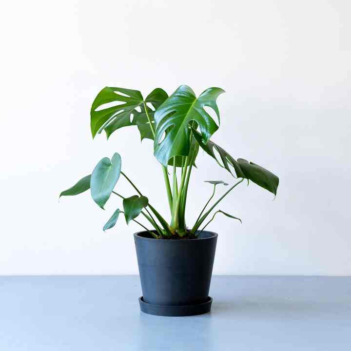 モンステラ・デリシオーサ S