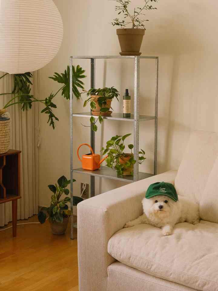 暖かいベージュ色調のリビング、ソファに緑の帽子をかぶった犬と様々な植物が配置された自然な雰囲気のインテリア