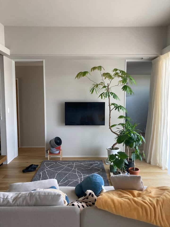 数ヶ月まえの風景🌱
エバーフレッシュの剪定後伸びてきた様子。
夏に再度剪定をして、今はまた違う様子。

我が家は30坪未満の平屋で
テレビ横には２つのドアがあります🚪♡

#リビング #壁掛けテレビ #リビングドア #ソファ #IKEA家具 #IKEAソファ #ソーデルハムン #観葉植物 #エバーフレッシュ #ペペロミオイデス #ウンベラータ