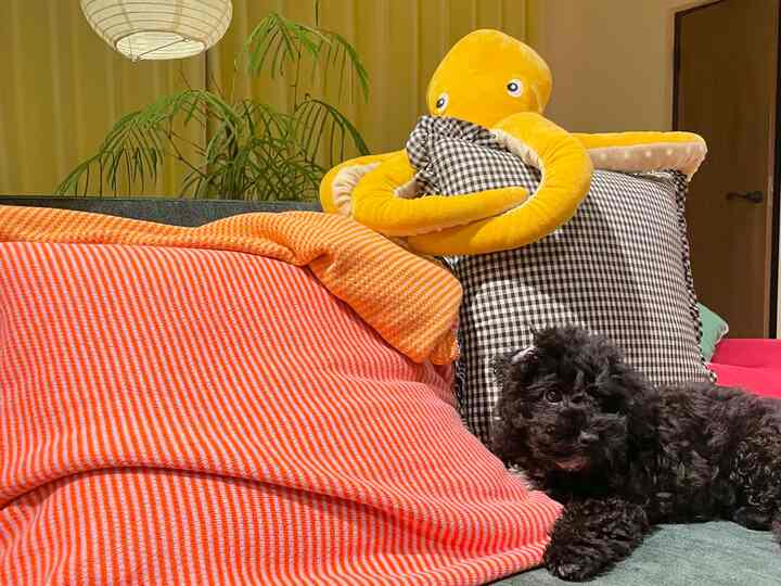 黄色とオレンジのトーンが特徴的なリビング、チェック柄クッションとスロー、黄色のタコのぬいぐるみと黒い犬がいる温かみのある空間