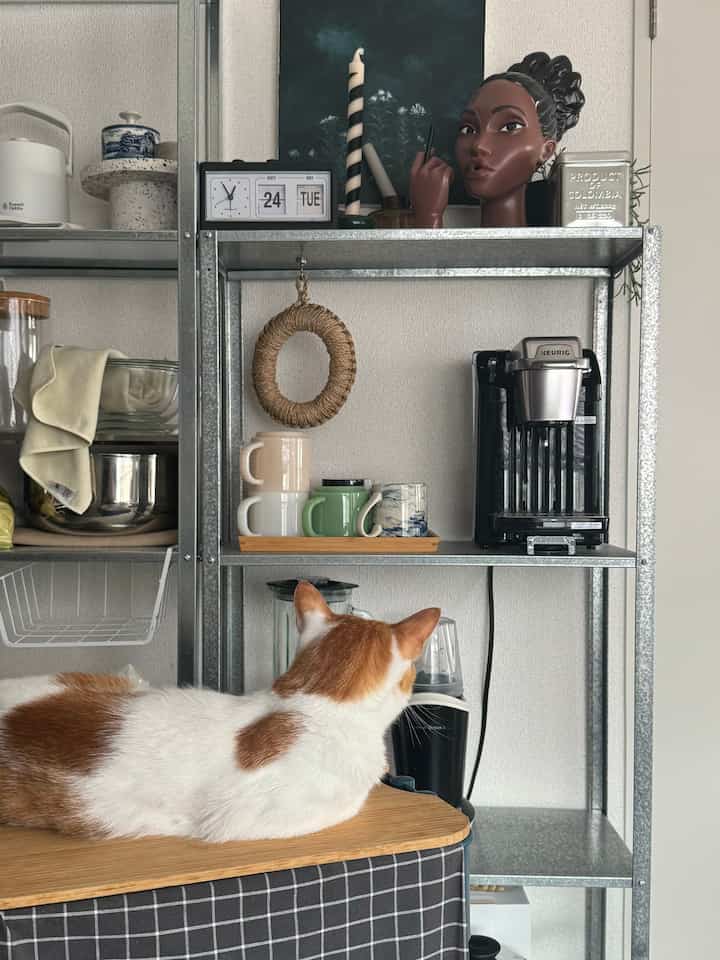 Modern kitchen space with white walls and metal shelves, featuring a coffee maker and a cat in a cozy single household