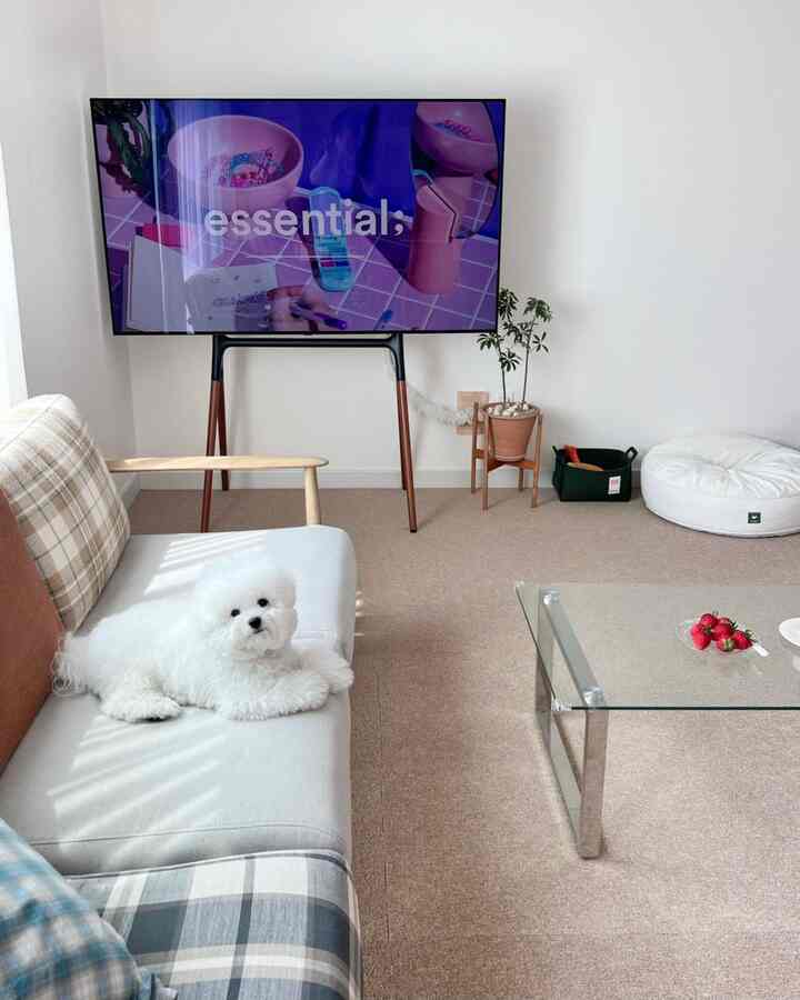 ベージュとナチュラルトーンのリビング、ソファの上に白い犬が横たわり、イーゼル型テレビスタンドとガラスのコーヒーテーブルが配置された落ち着いた空間