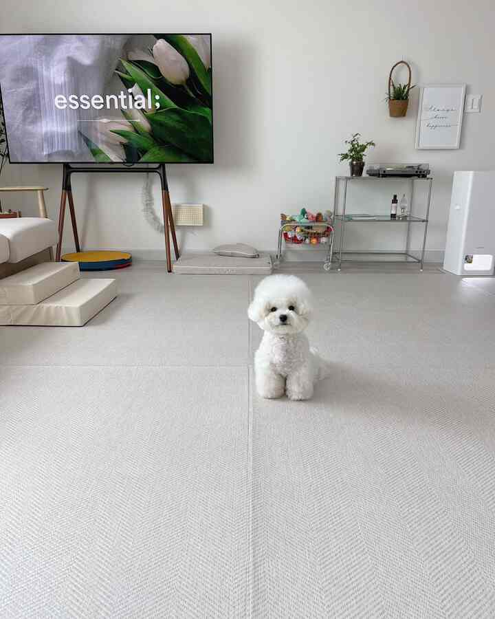 白とベージュの色調のリビング、中央に小さな犬とペットベッド、整理されたおもちゃが配置された清潔感のあるペットフレンドリーな空間