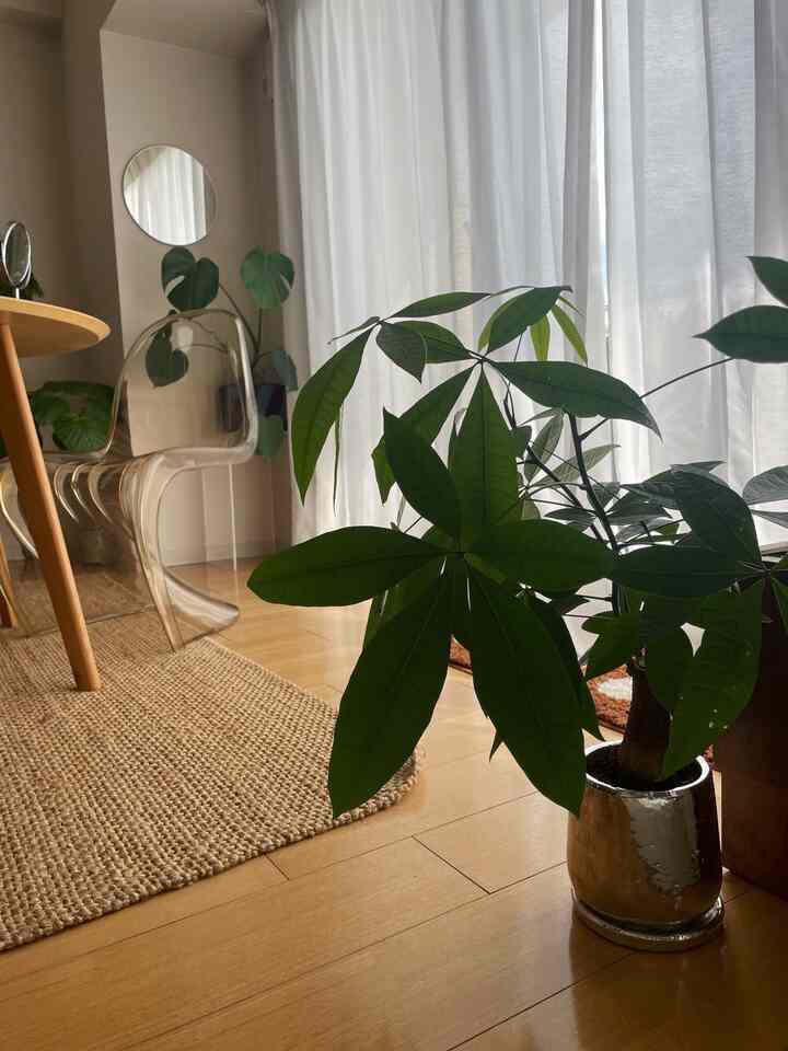 Pachira saya tumbuh pesat musim panas ini sehingga saya mengubahnya menjadi pot perak mengkilap🌿

#Pakira #採光拡散カーテン #リビングカーテン