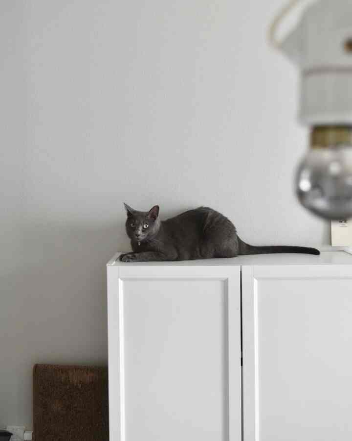 白に映えますね〜🩶

#猫とインテリア #IKEA #IKEA棚 
#IKEA照明 #billy #ビリー #爪研ぎ
#モノトーンインテリア