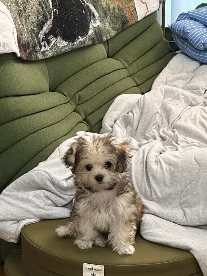 1週間、あっという間に過ぎていく
#犬がいる暮らし 
#トーゴソファ