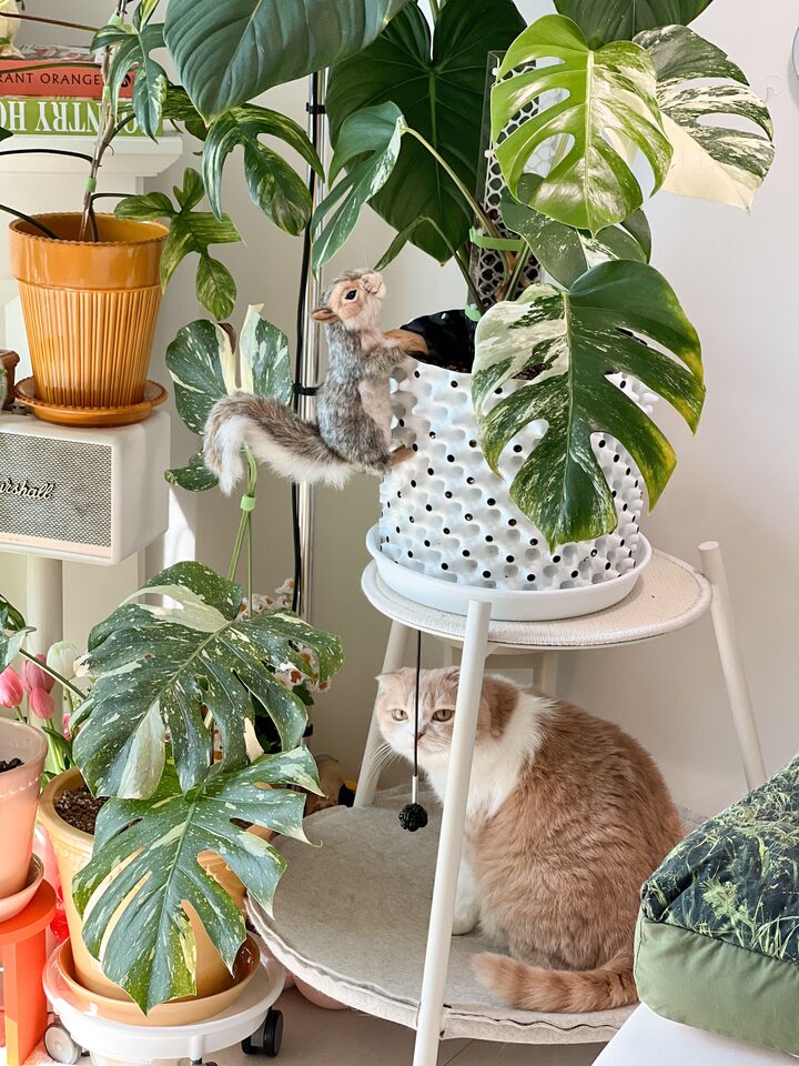 short form carousel card thumbnail