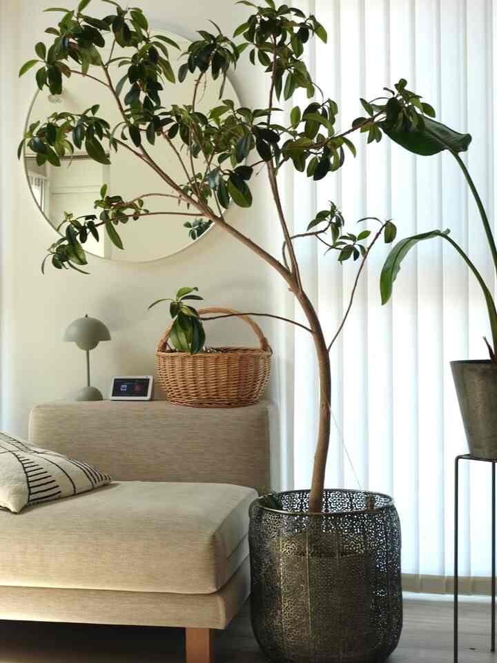 Beige natural-toned living room featuring sofa, large indoor plant, round mirror, and soft natural lighting